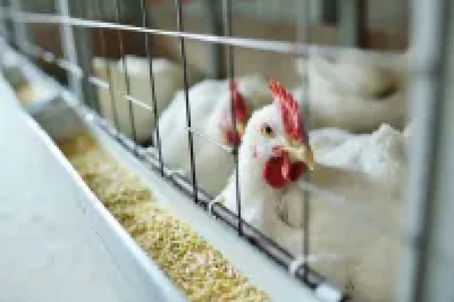 Governo confirma primeiro foco de gripe aviária em granja comercial